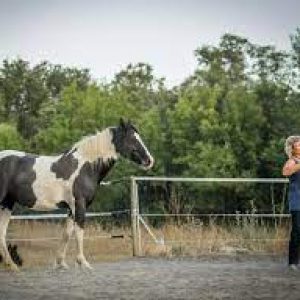 cheval_essence cheval_essence